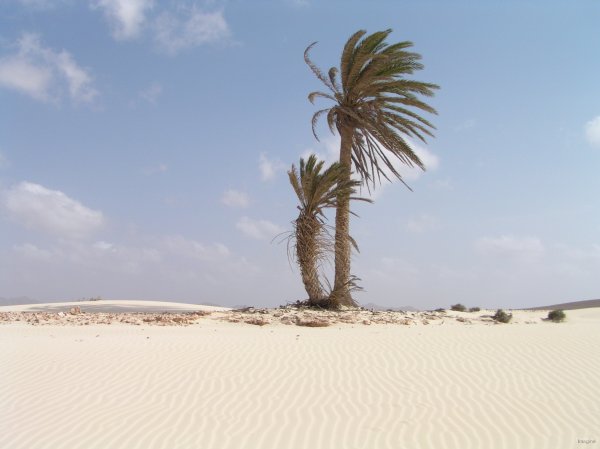 66- Palmiers au milieu du sable 
